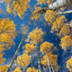 Illustration for article titled 48 Photos Of Autumn Around The World